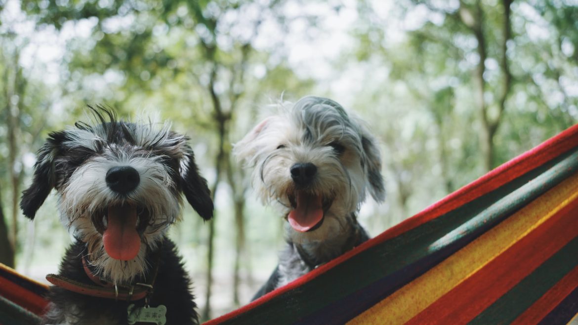 clean-and-cozy-pet-bathing-and-drying-tips.jpg Clean and Cozy: Pet Bathing and Drying Tips