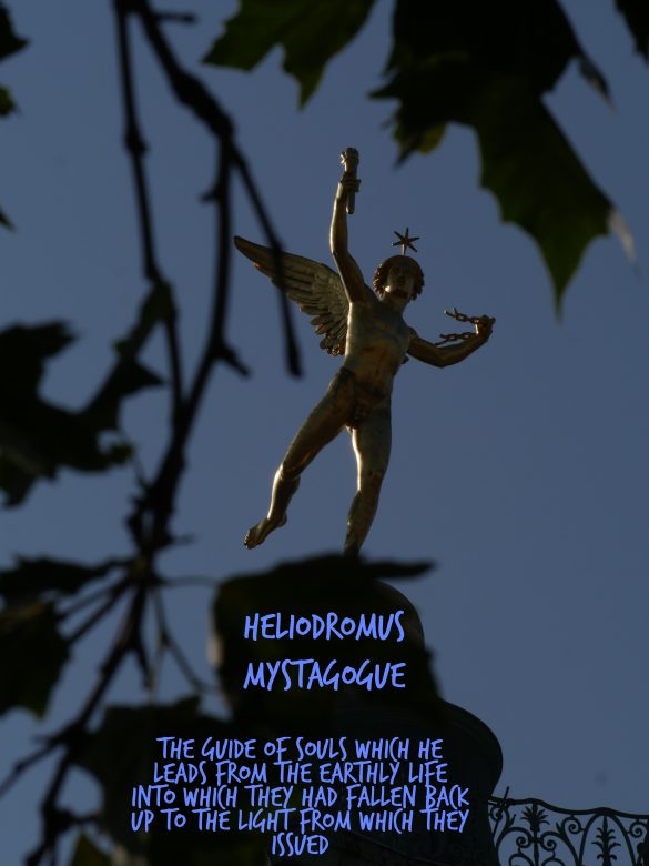 Revolutionize Your Pet’s Health with a Rotational Diet