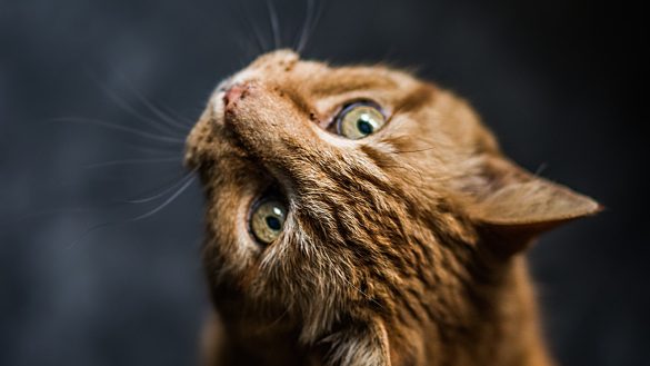 Picking the Perfect Pet: A Guide to Choosing the Right Breed