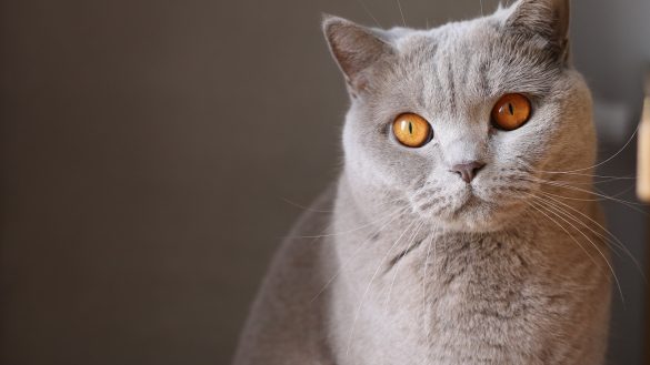 Purrfectly Behaved: Pet Training Tips