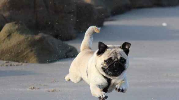 Golden Health: Turmeric’s Benefits for Pets