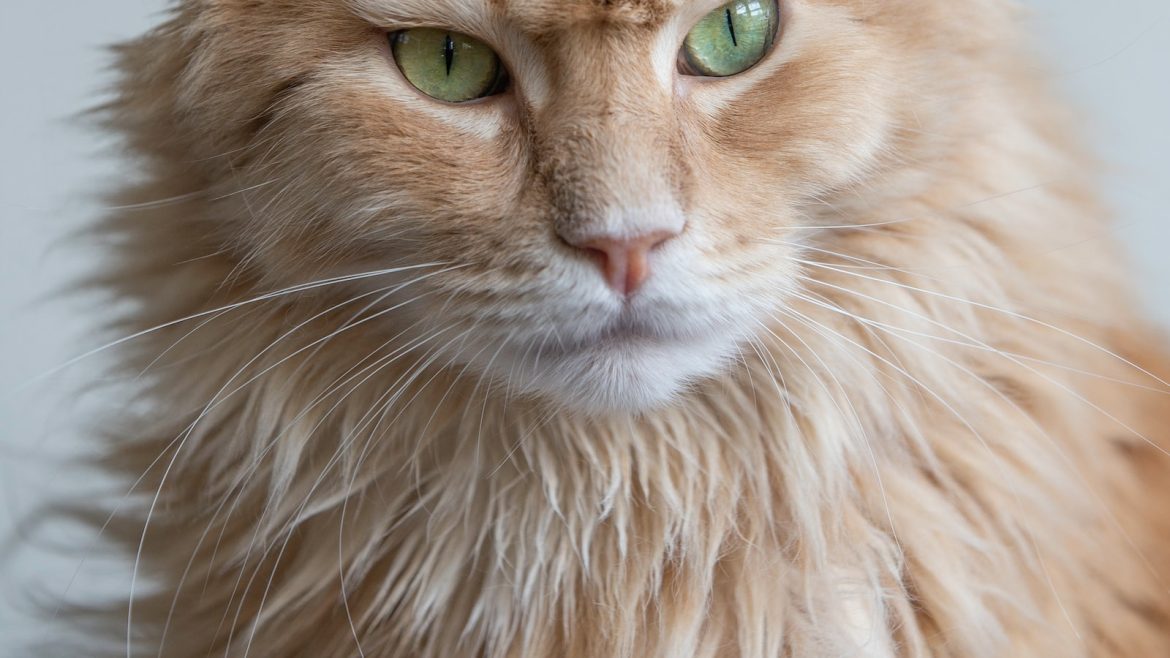 Purrfectly Balanced: Essential Tips for Multi-Pet Care