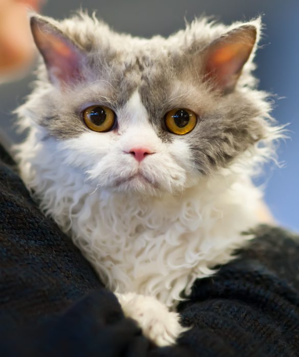 purrfectly-packed-pet-travel-essentials.JPG Purrfectly Packed: Pet Travel Essentials