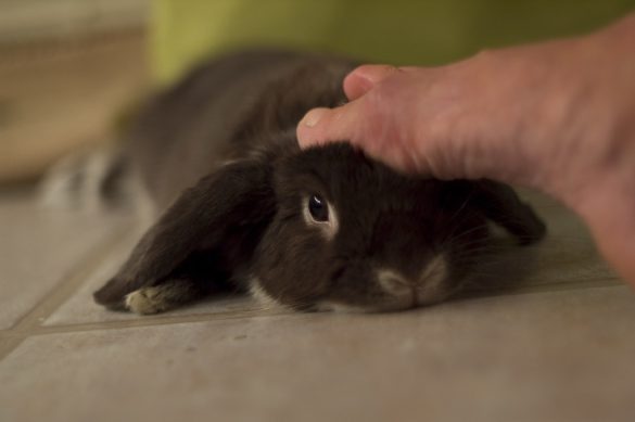 Unleashing the Healing Power of Pet Massage