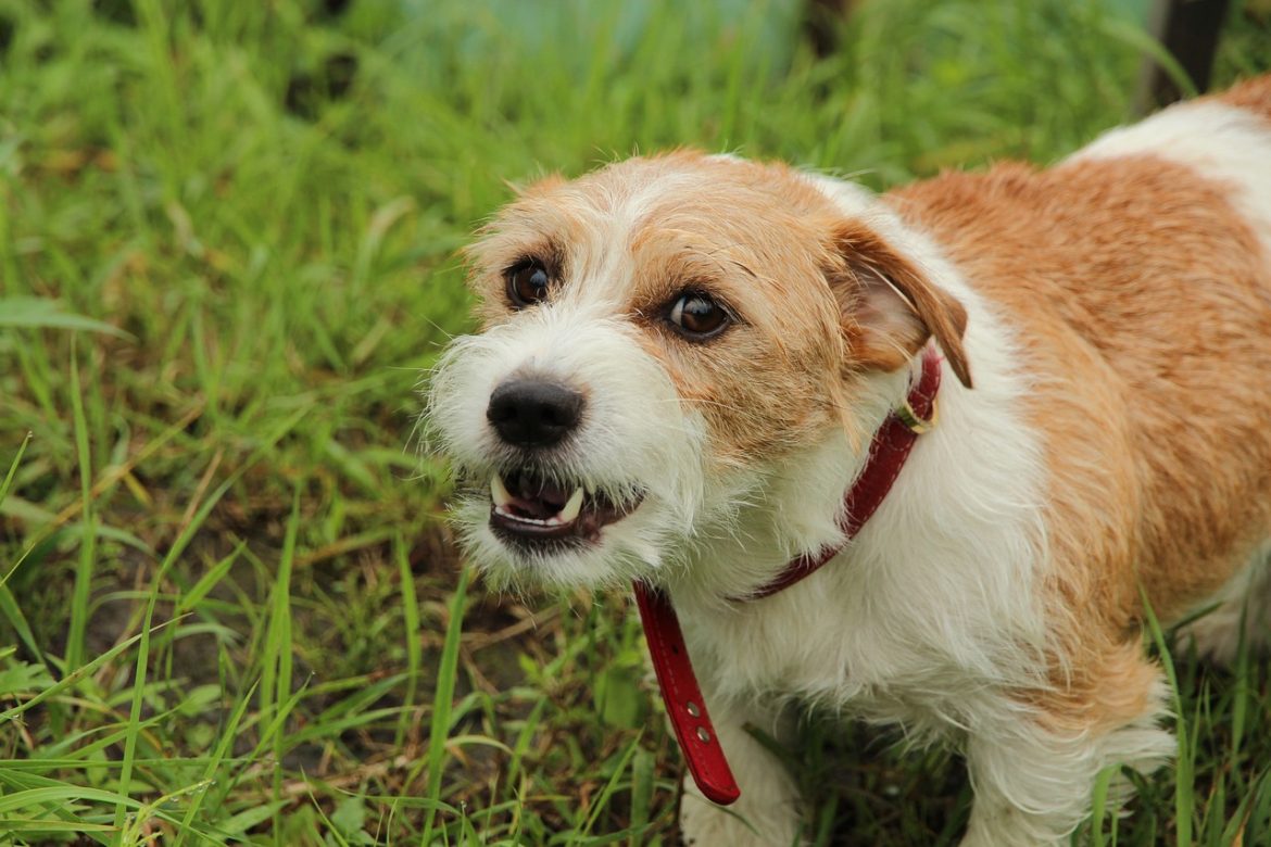 managing-furry-fury-tips-for-pet-aggression.jpg Managing Furry Fury: Tips for Pet Aggression