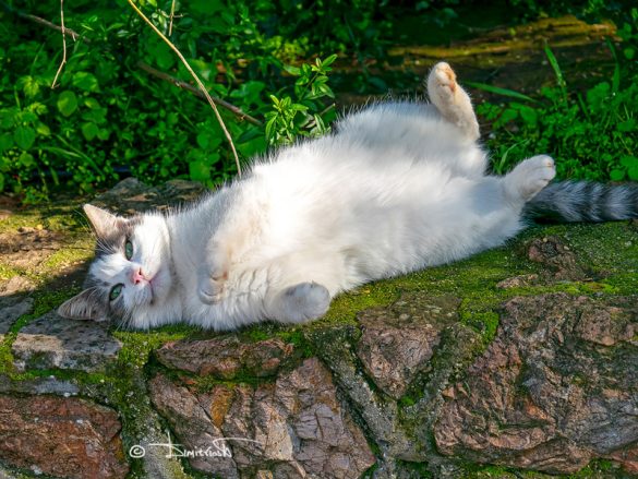 Decoding Feline Gestures: Unraveling Your Cat’s Body Language