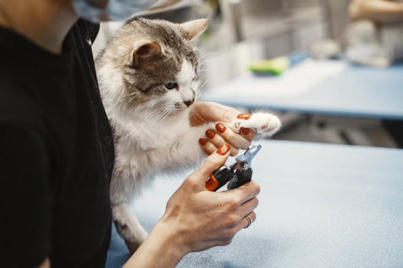 paw-fectly-trimmed-tips-for-healthy-pet-nails.jpeg Paw-fectly Trimmed: Tips for Healthy Pet Nails