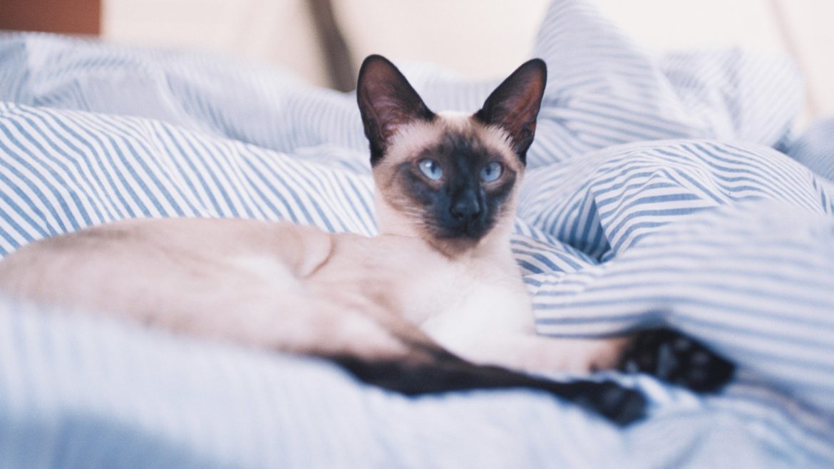 catering-to-your-cat-decoding-nutritional-needs.jpg Catering to Your Cat: Decoding Nutritional Needs