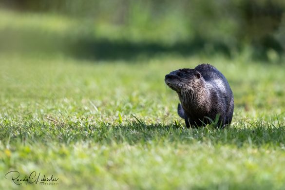 Tail-Chasing Troubles? Here’s the Solution!