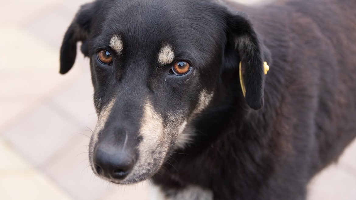 Traveling with Fido? Don’t Forget Their Meds!