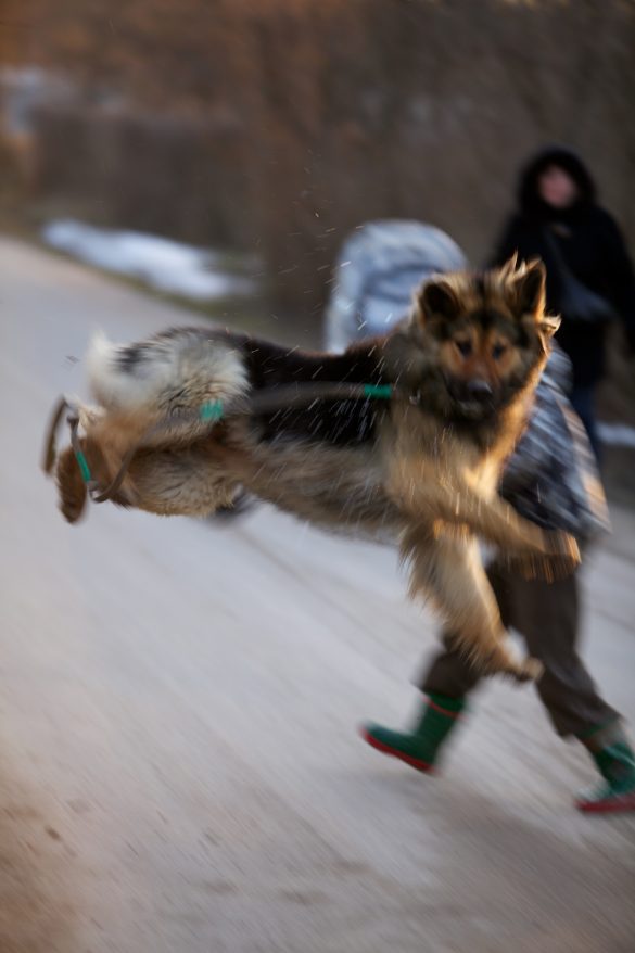 Sled Dogs to Loving Companions: The Perks of Adopting a Trained Pet