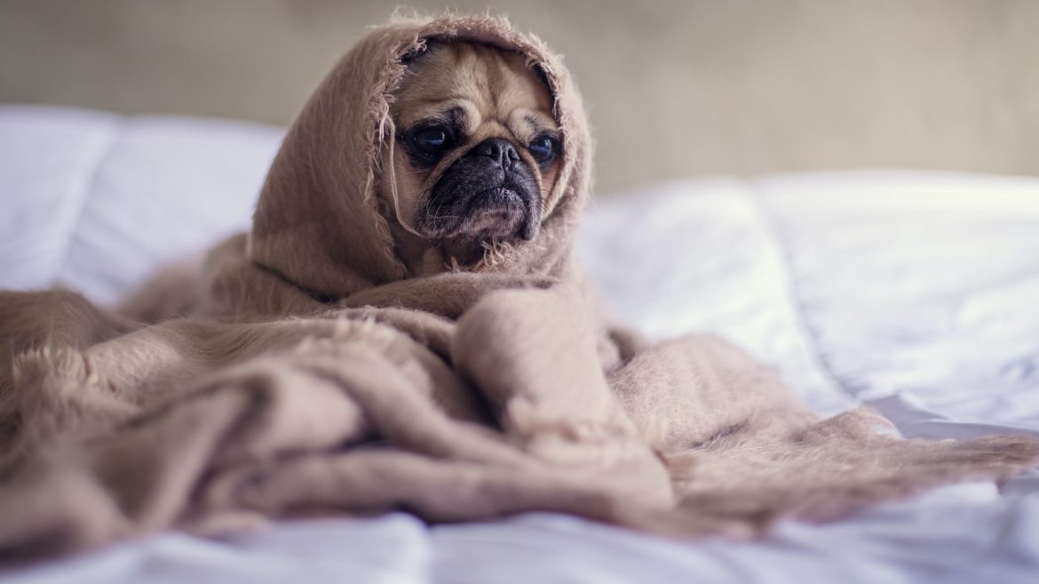 paw-some-nutrients-the-vitality-of-vitamins-and-minerals-in-pet-diets.jpg Paw-some Nutrients: The Vitality of Vitamins and Minerals in Pet Diets