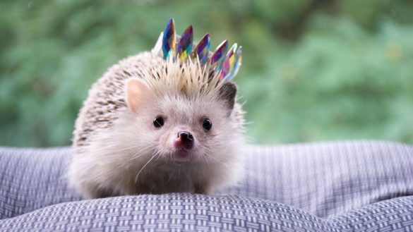 Traveling with Pets: The Importance of Attention