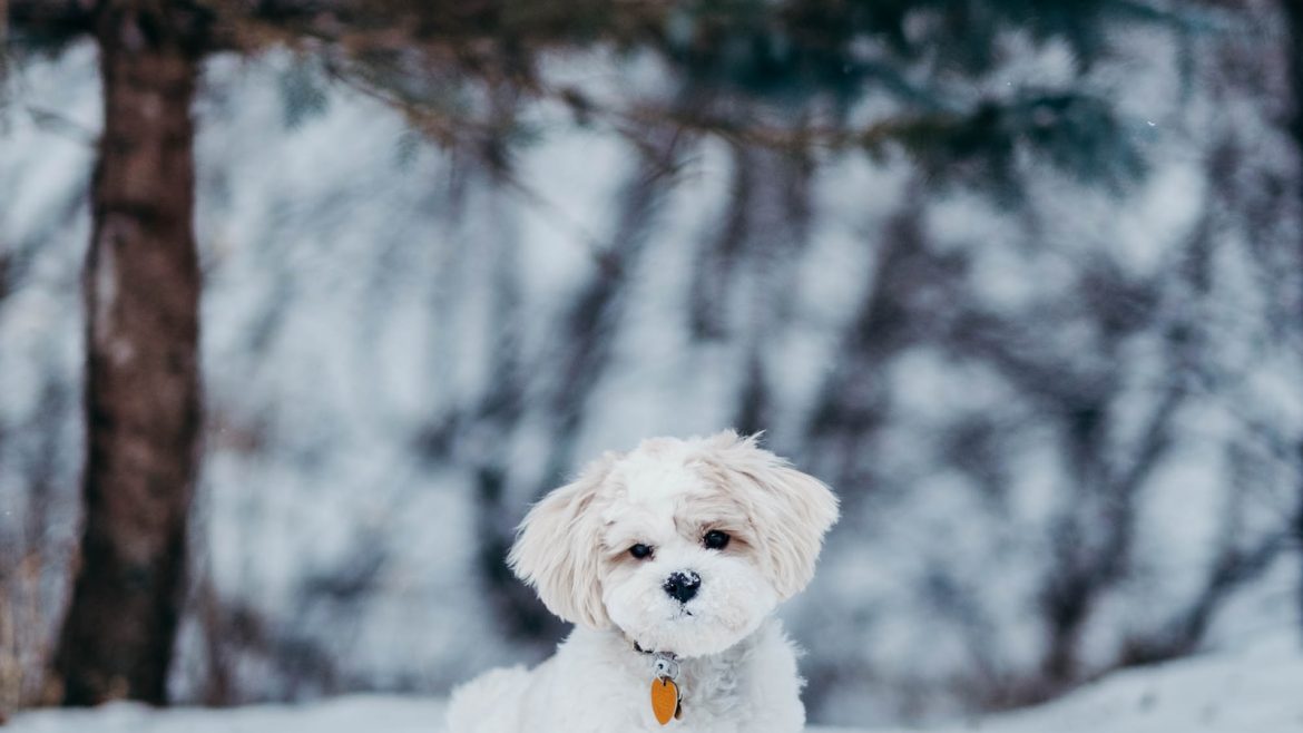 conquering-pet-aggression-expert-tips-for-new-owners.jpg Conquering Pet Aggression: Expert Tips for New Owners