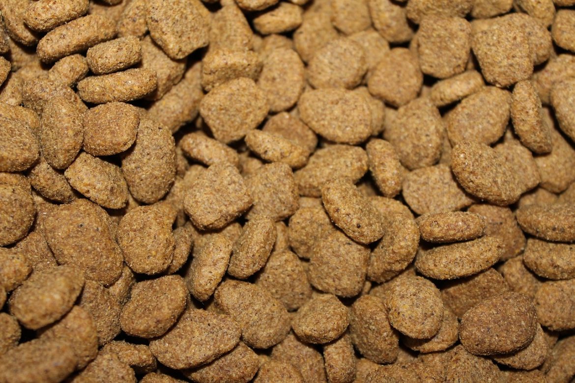 Paws and Allergies: Decoding Pet Food Reactions