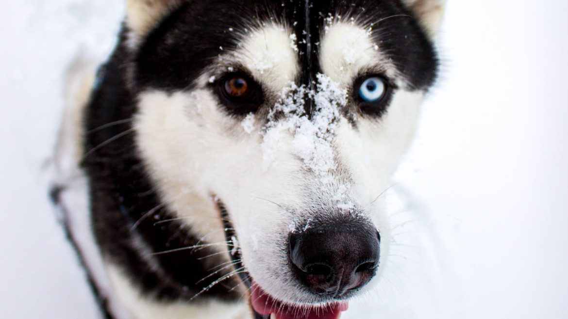 Match Made in Pet Heaven: Choosing the Perfect Temperament