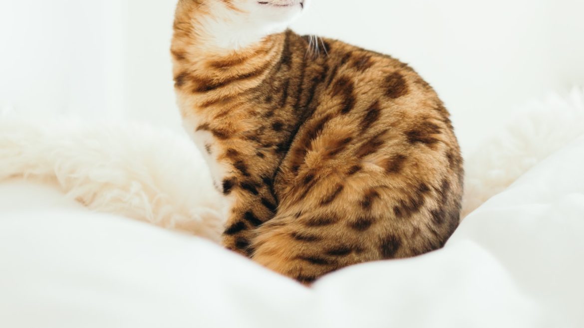 Purr-fectly Healthy: The Advantages of Pet Checkups