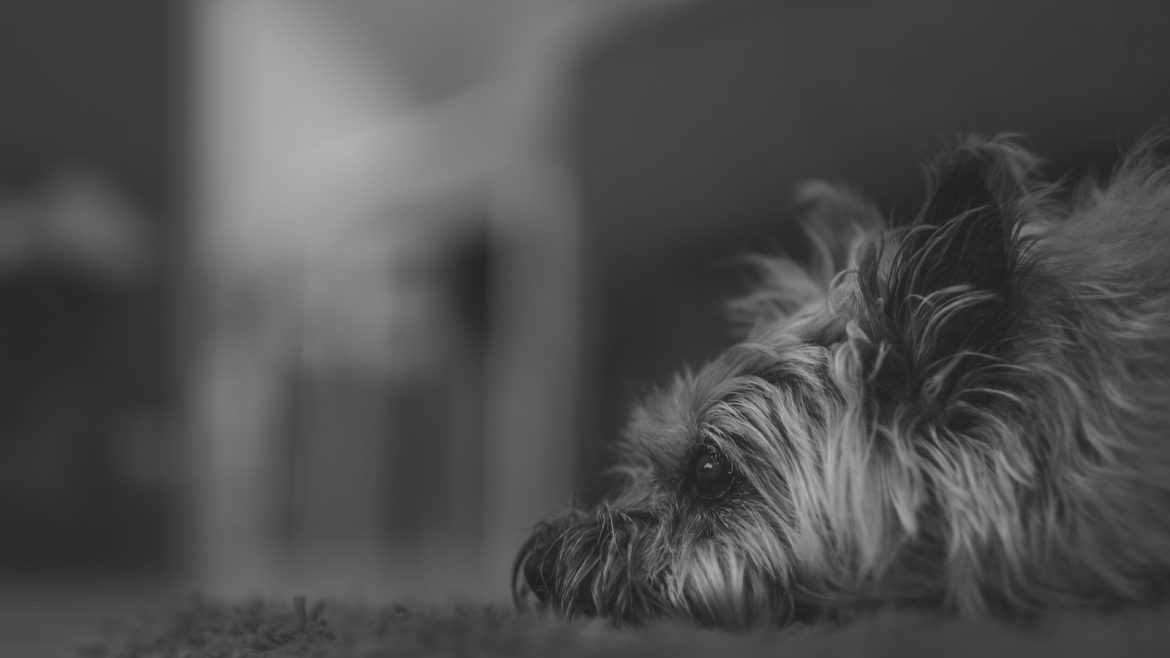shedding-woes-tame-your-pets-fur-with-these-tips.jpg Shedding Woes? Tame Your Pet’s Fur with These Tips