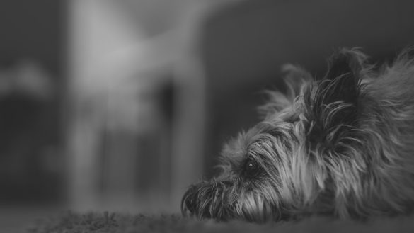 Shedding Woes? Tame Your Pet’s Fur with These Tips