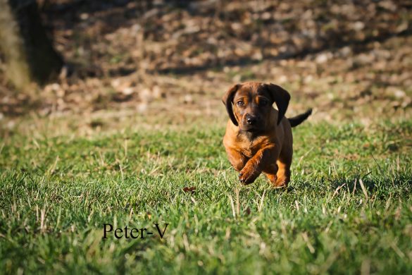 Unleashing the Rewards of Hunting-Trained Pets