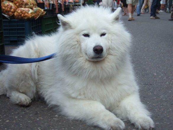 Pawsome Tips for Pet-Friendly Travel