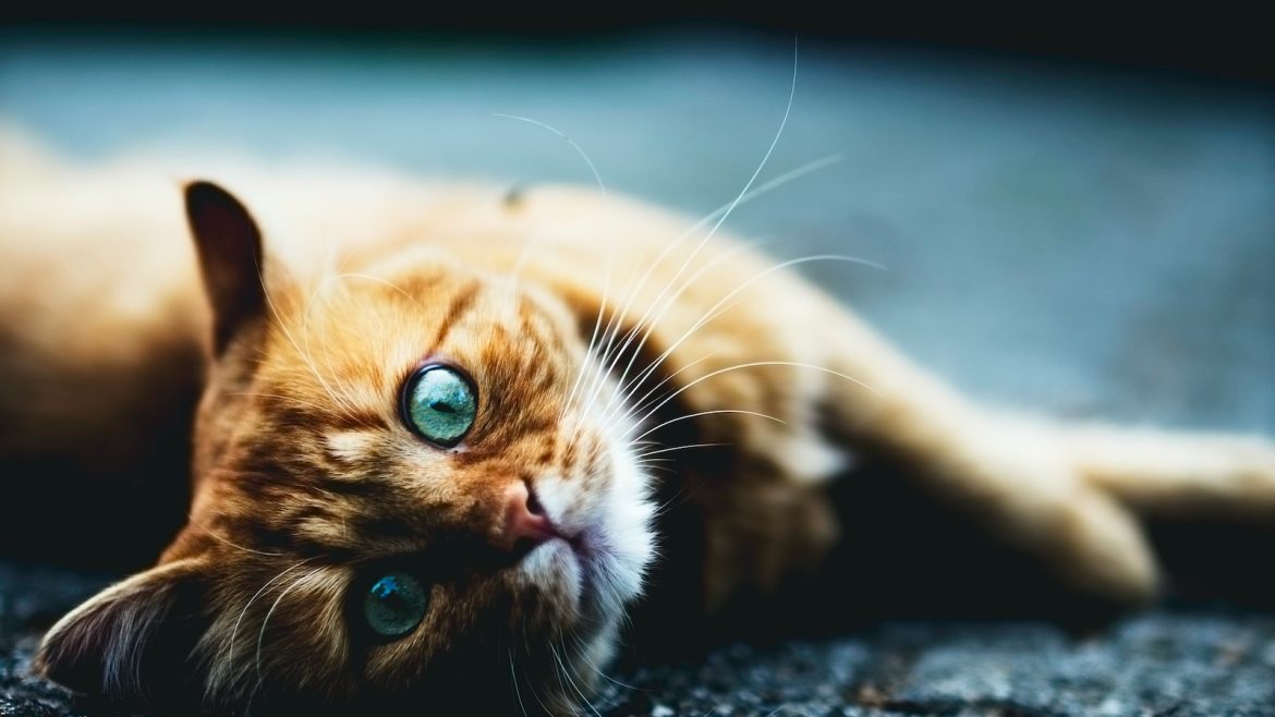 Decoding Your Pet’s Travel Anxiety: Noise Sensitivity