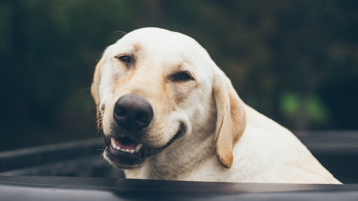 paw-sitively-essential-spotting-soothing-pet-allergies.jpg Paw-sitively Essential: Spotting & Soothing Pet Allergies