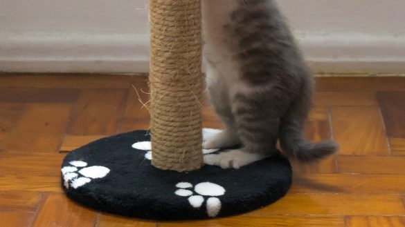 Secure Your Furry Friend: Choosing the Perfect Pet Seat Belt