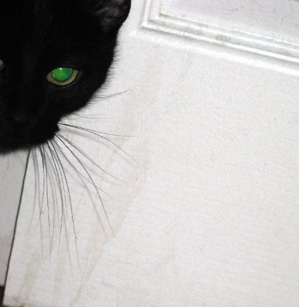 Conquering Fears: Helping Your Pet Overcome Predators