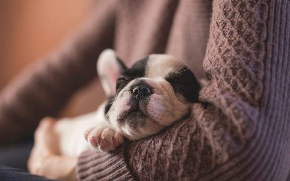 picking-purrfect-pet-playthings-top-tips.jpg Picking Purrfect Pet Playthings: Top Tips