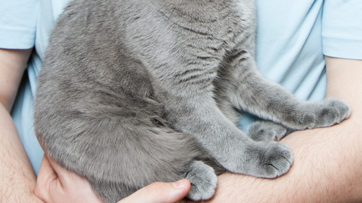 paw-sitive-indicators-spotting-common-pet-ailments.jpg Paw-sitive Indicators: Spotting Common Pet Ailments