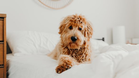 Sleeping in Style: Finding Your Pet’s Perfect Bed