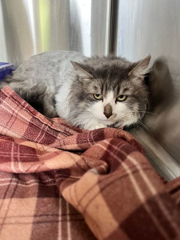 Safe Travels: Why Proper Pet ID is Essential