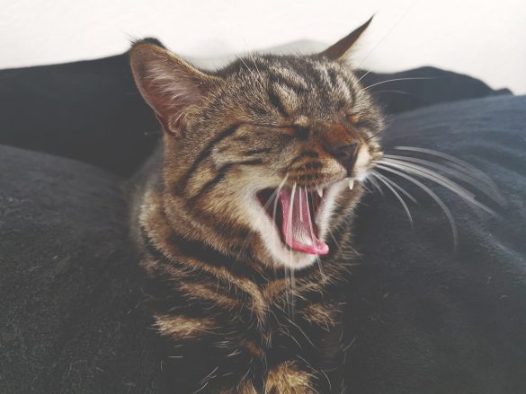 Calming the Beast: Taming Your Pet’s Aggression