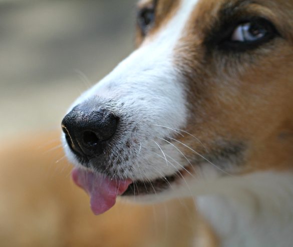 Paws for Attention: Managing Pet Allergies