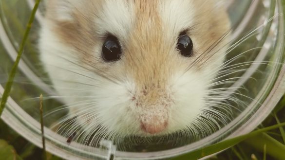 Match Your Rural Lifestyle: Choosing the Perfect Pet Temperament
