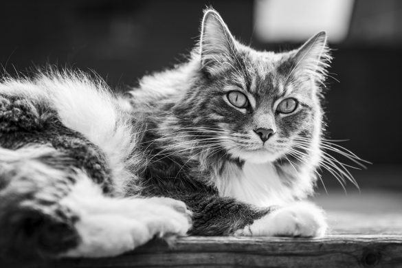 Healthy Paws: The Perks of Natural Pet Foods