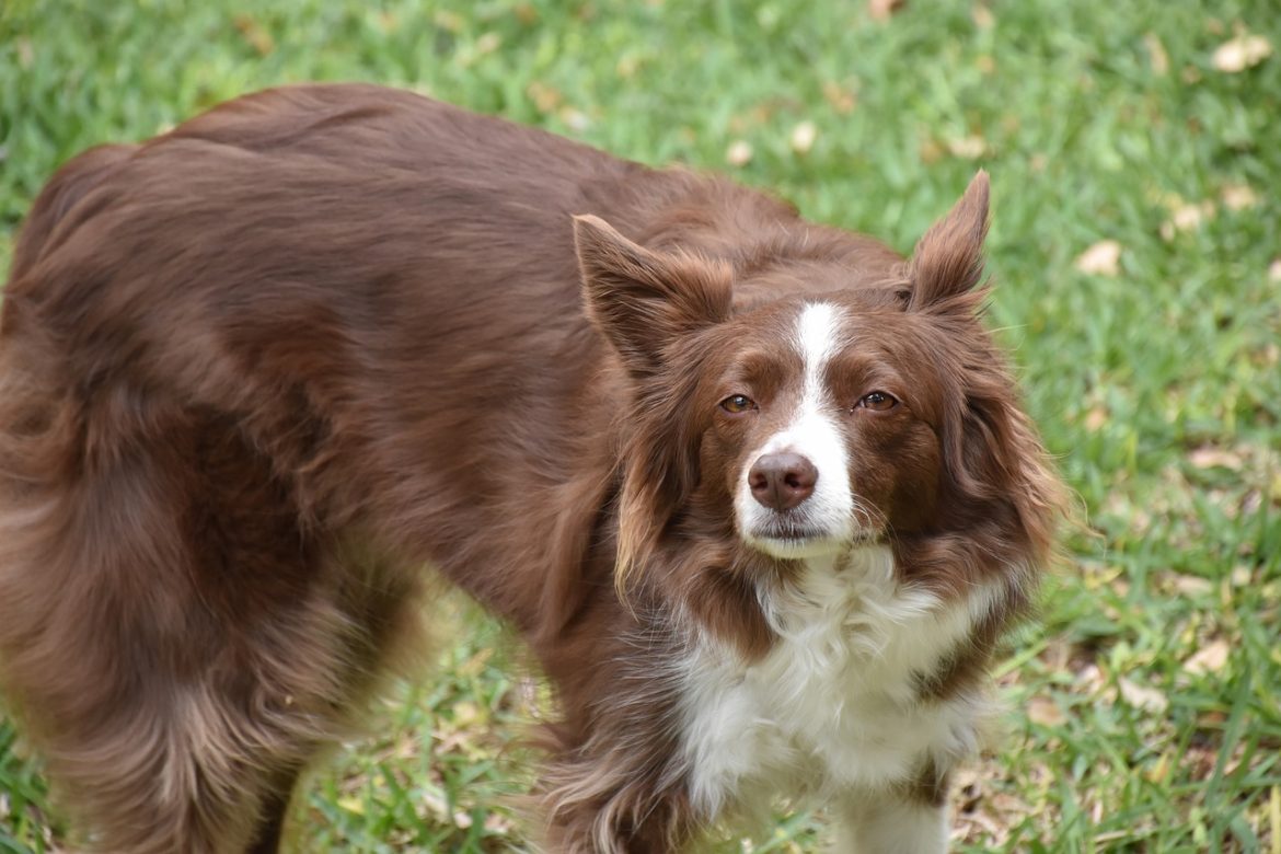 Match Made in the Countryside: Picking Your Ideal Pet’s Temperament