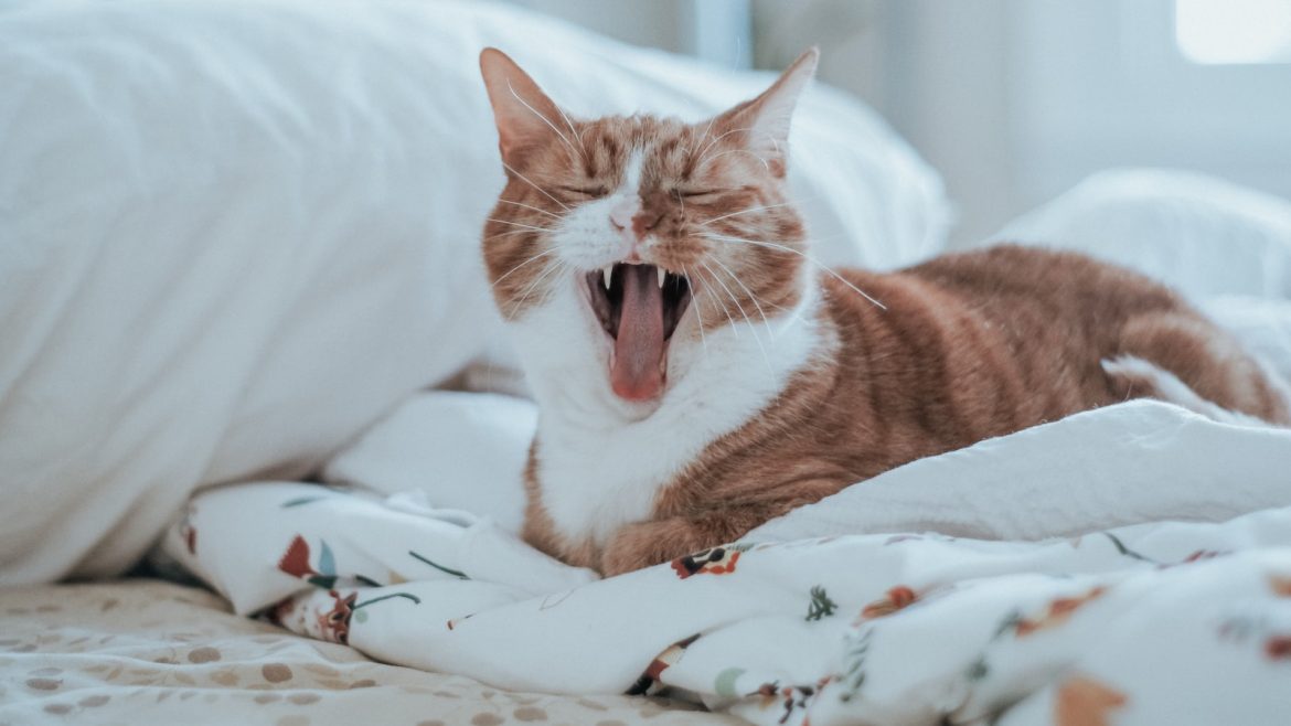 Silencing the Meows: Taming Your Talkative Cat