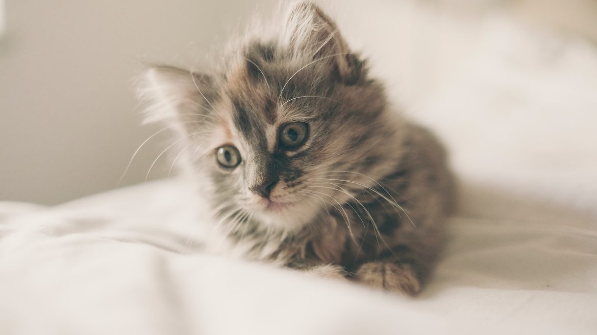 carry-your-pet-in-style-tips-for-choosing-the-perfect-carrier.jpg Carry Your Pet in Style: Tips for Choosing the Perfect Carrier