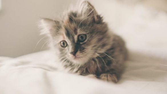 Carry Your Pet in Style: Tips for Choosing the Perfect Carrier