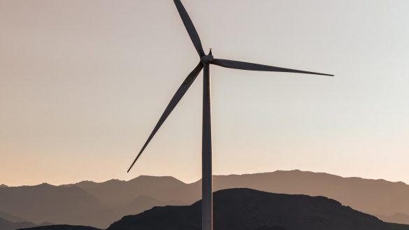 Omega Power: The Nutritional Impact on Pets