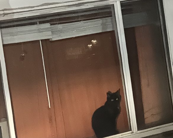 Urban Pet Pals: Navigating City Life with Your New Companion