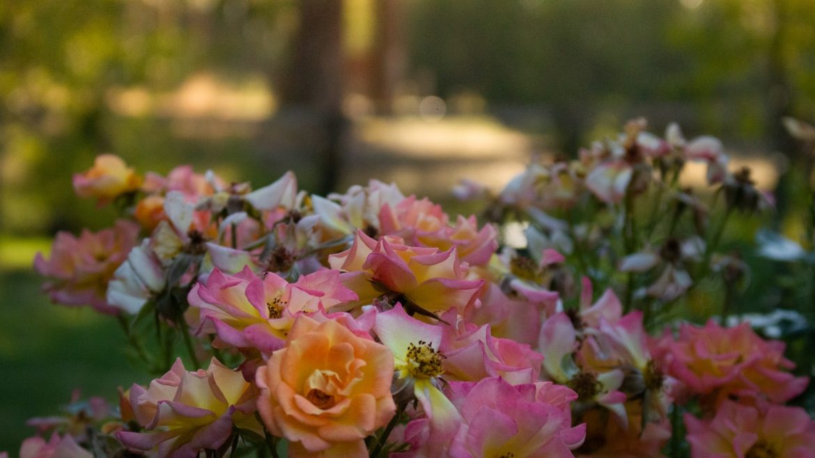 Secure Your Furry Friend: Microchip & ID Tags