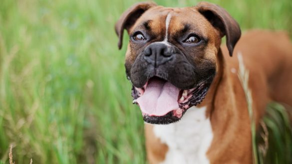 Trimming Tails: Pet Weight Management Tips