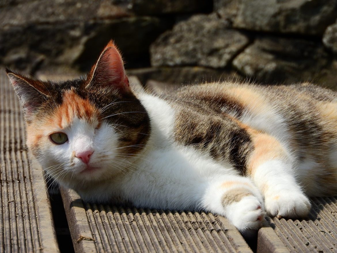 pawsitively-special-caring-for-pets-with-unique-needs.jpg Pawsitively Special: Caring for Pets with Unique Needs
