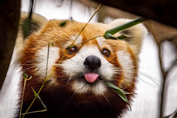 Matching Pet Gender to Lifestyle: A Guide