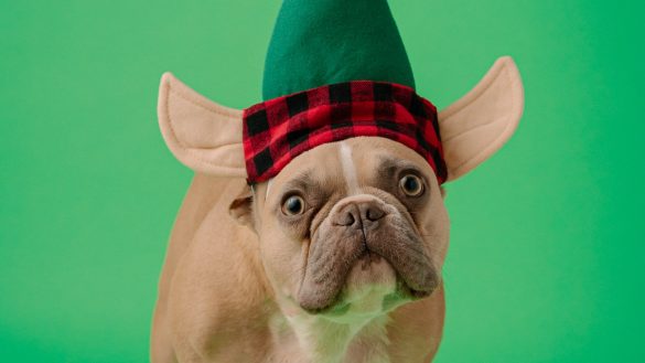 Traveling with Pets: Cracking the Code of Attention Needs