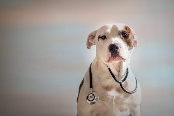 Quarantine Care: Keeping Your Pet Happy & Healthy