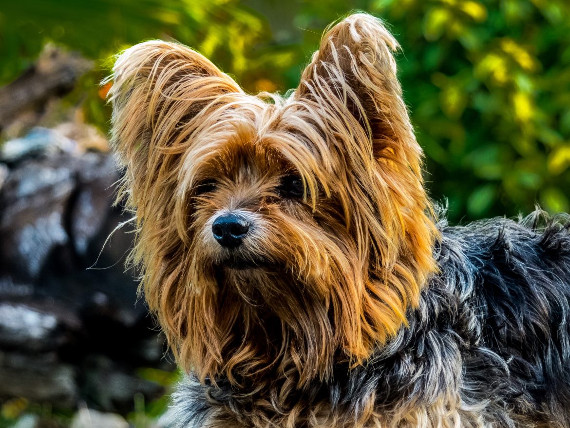 tailoring-your-small-breeds-diet-tips-for-choosing-the-right-food.jpg Tailoring Your Small Breed’s Diet: Tips for Choosing the Right Food